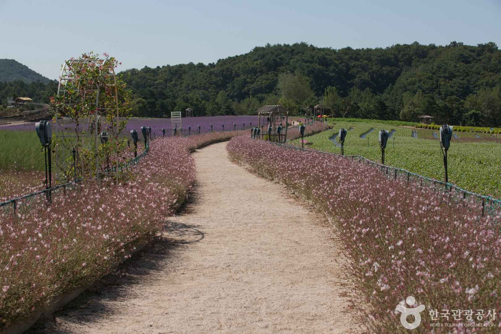 철원 고석정 꽃밭 이미지 5