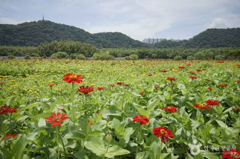 울산 태화강 국가정원 이미지 7