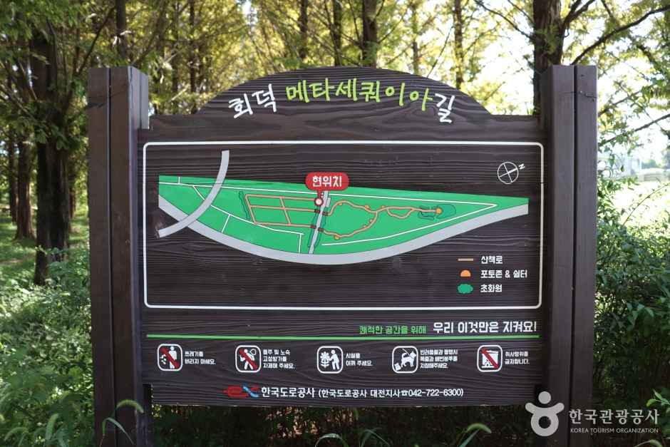 대전 회덕메타세쿼이아길 이미지 4