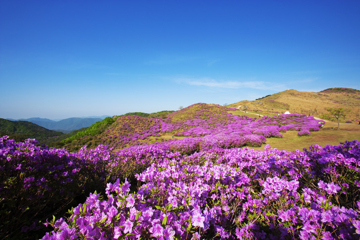 경남합천 황매산 군립공원_추천명 이미지 2