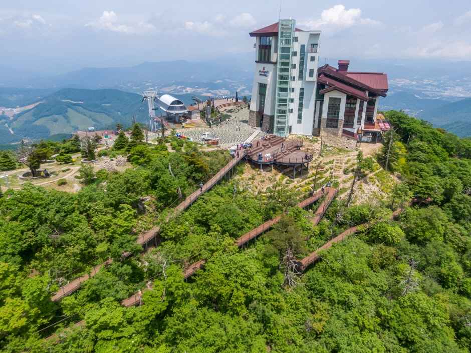 강원 발왕산 천년주목숲길 이미지 1