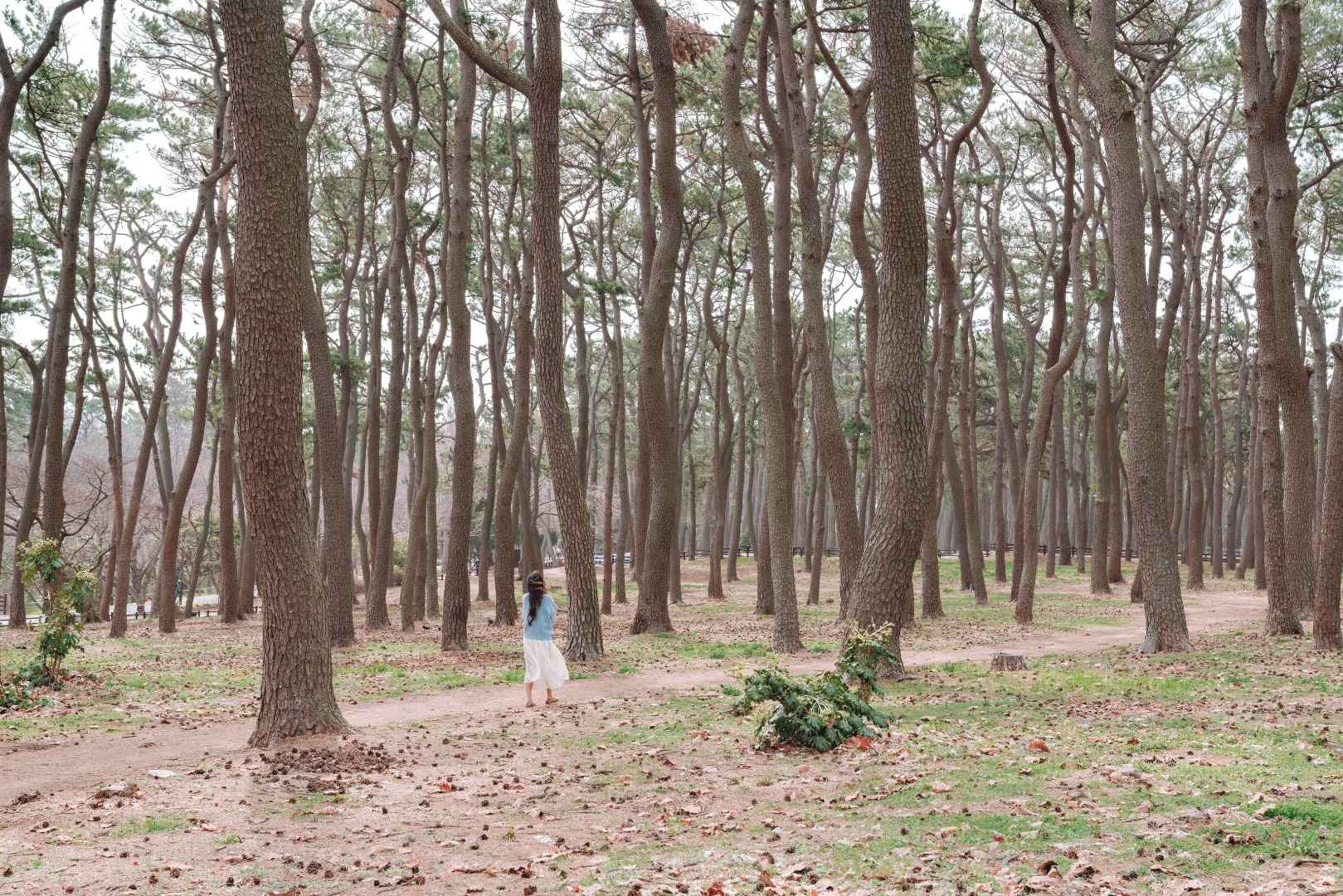 대왕암공원 이미지 4