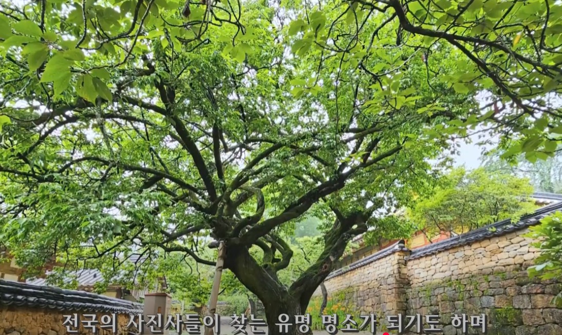 순천시 조계산 선암사[유네스코 세계유산] 이미지 4