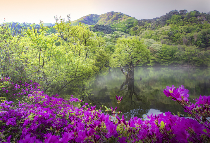 경북 주산지(청송 국가지질공원) 이미지 3