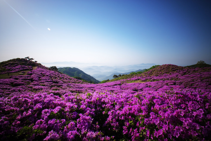 경남합천 황매산 군립공원_추천명 이미지 5