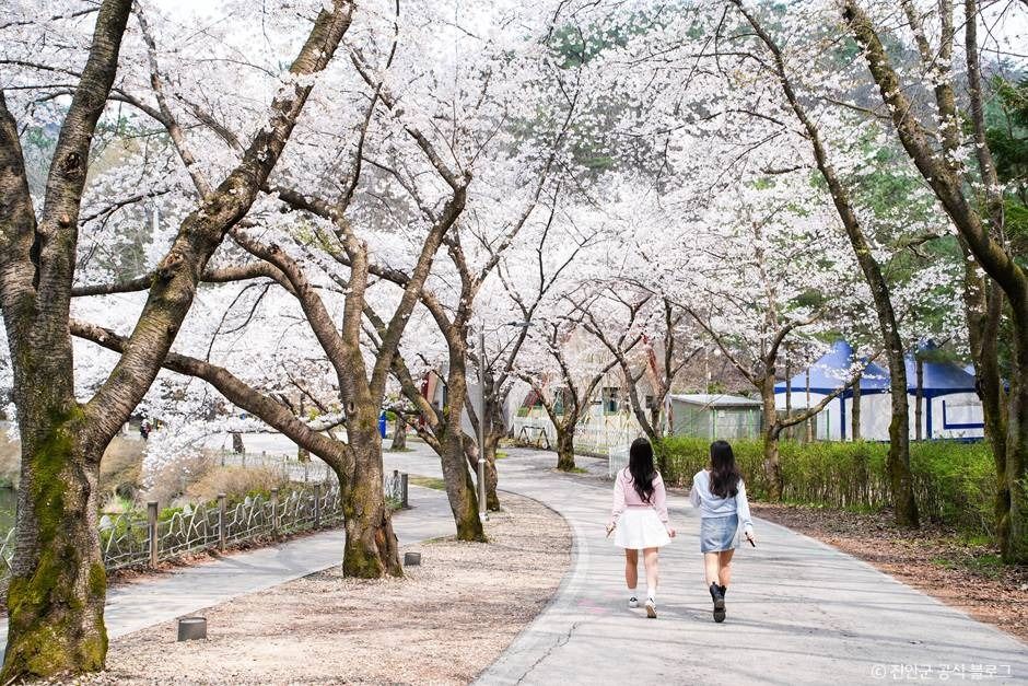 진안 마이산 벚꽃길 이미지 2