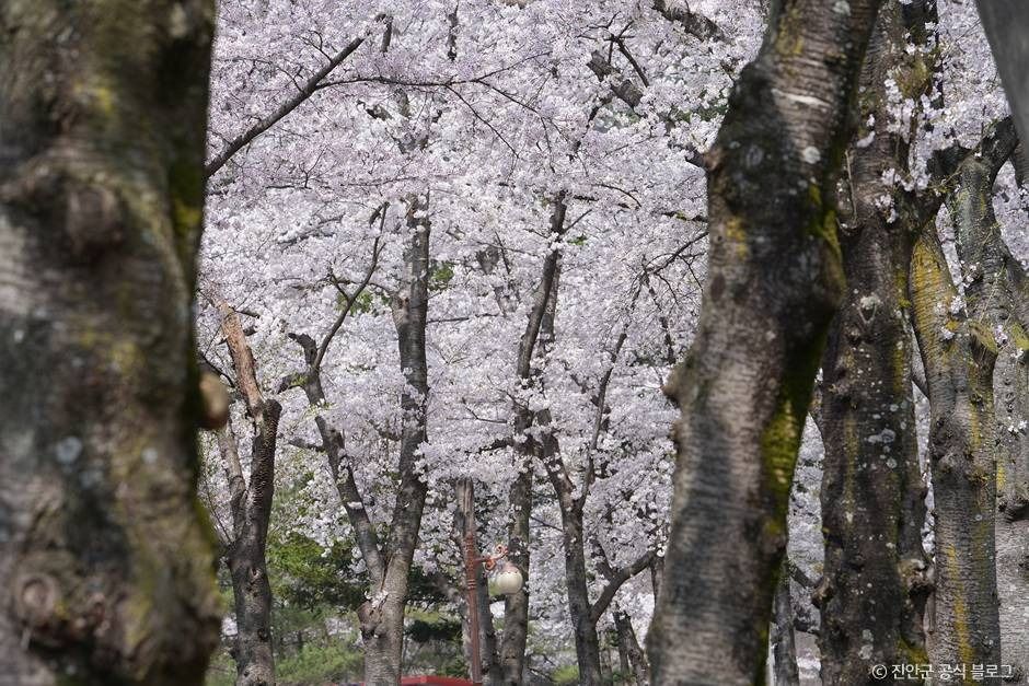 진안 마이산 벚꽃길 이미지 8