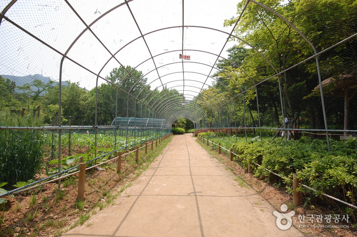 관악산공원 야외식물원 이미지 4