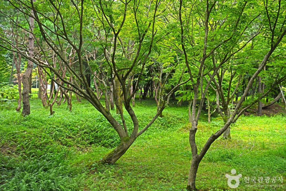 내장산수목원 이미지 2