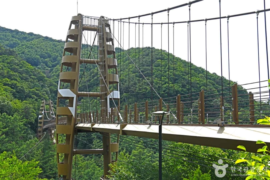 증평 좌구산 명상구름다리 이미지 4