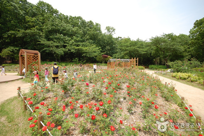 관악산공원 야외식물원 이미지 3