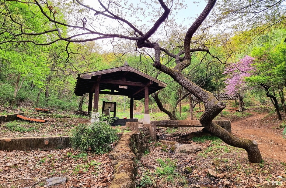도덕산 출렁다리 이미지 4