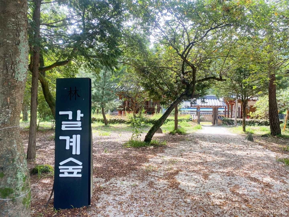 갈계숲 이미지 1