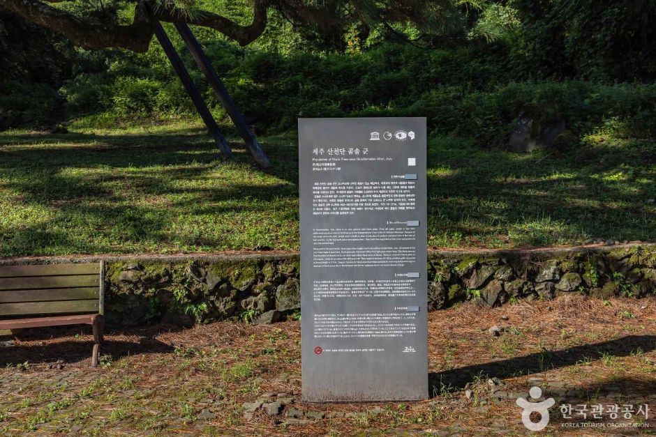산천단곰솔 이미지 5
