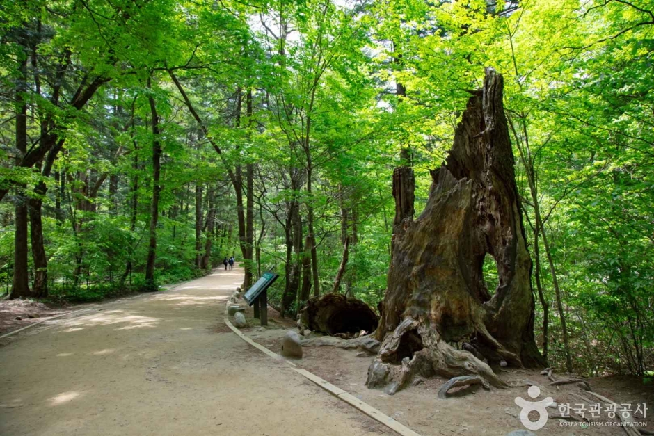 월정사·월정사 전나무숲 이미지 7