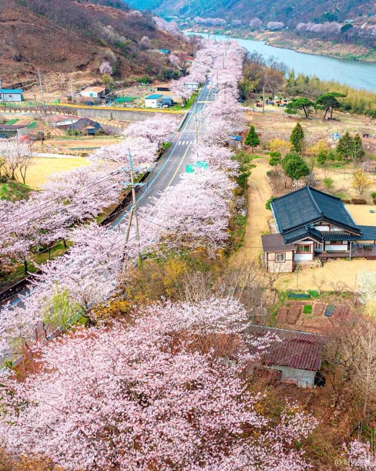 하동 십리벚꽃길 이미지 3