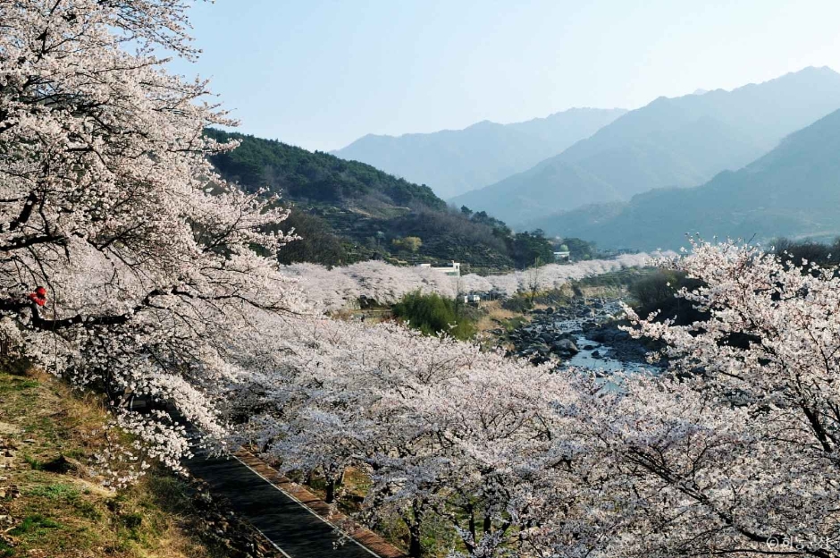 하동 십리벚꽃길 이미지 1