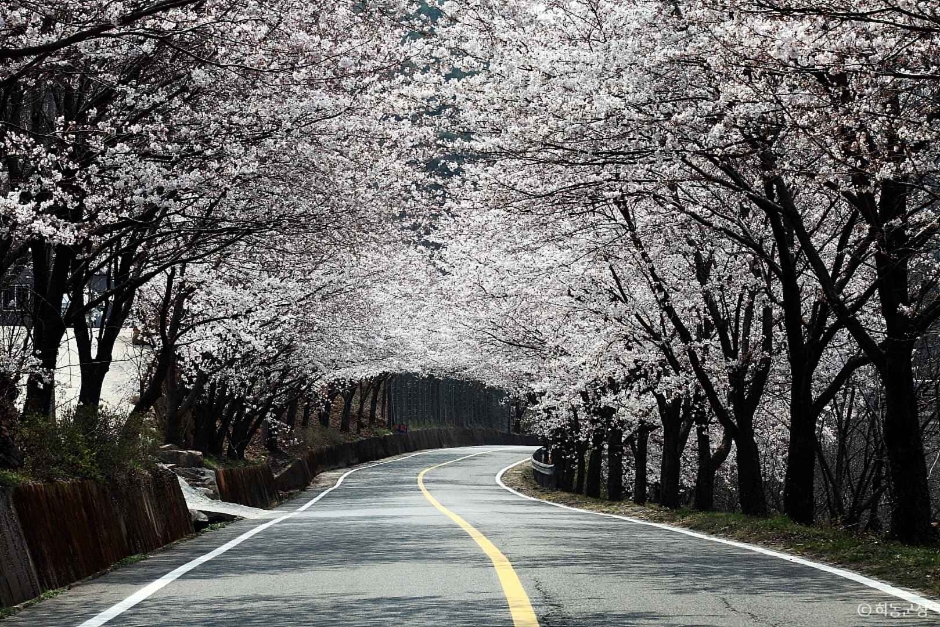 하동 십리벚꽃길 이미지 6