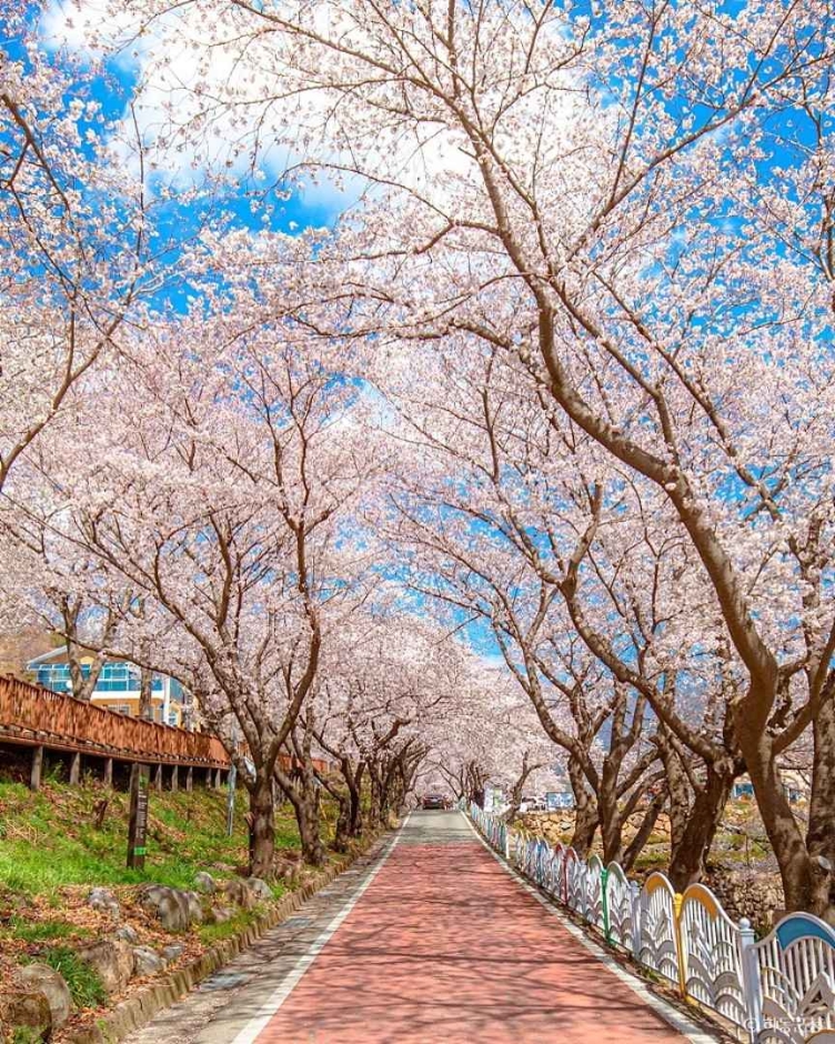 하동 십리벚꽃길 이미지 5