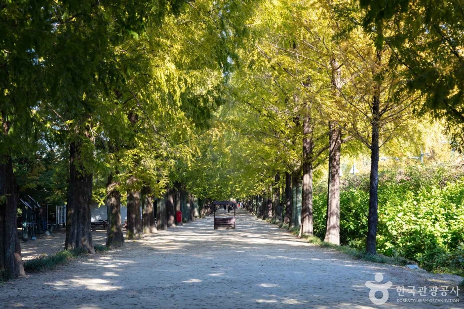 담양 메타세쿼이아길 이미지 4