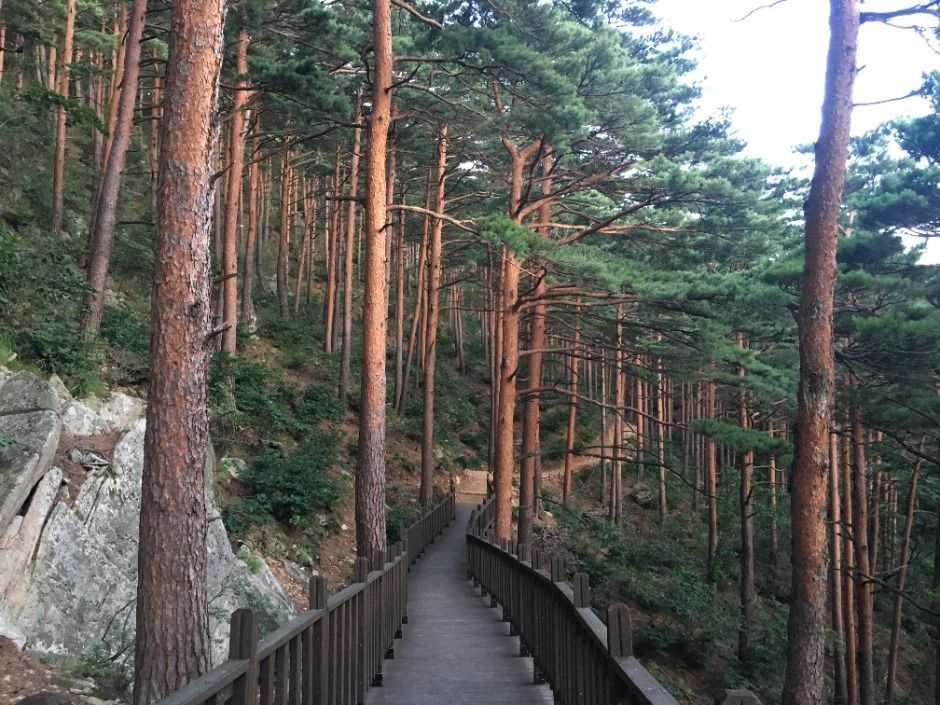 강릉 국립대관령치유의숲 이미지 3