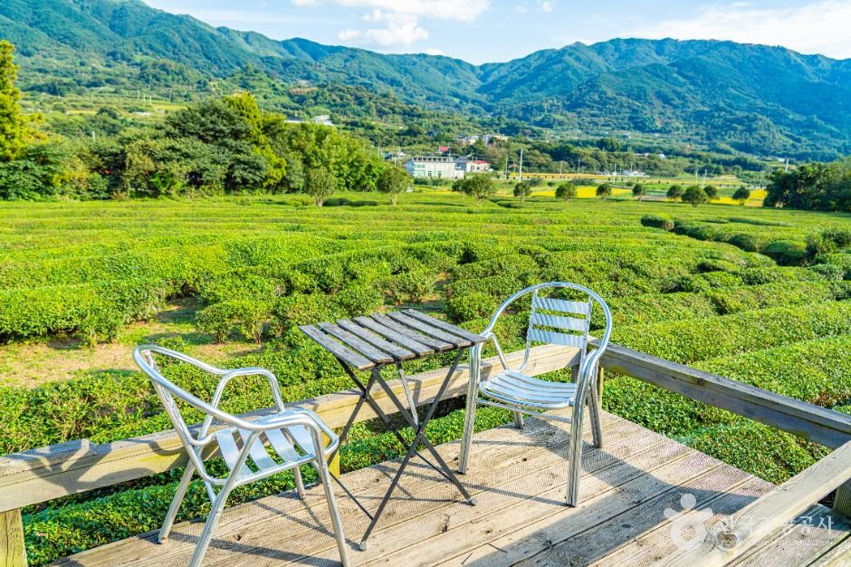 하동 매암제다원 이미지 4