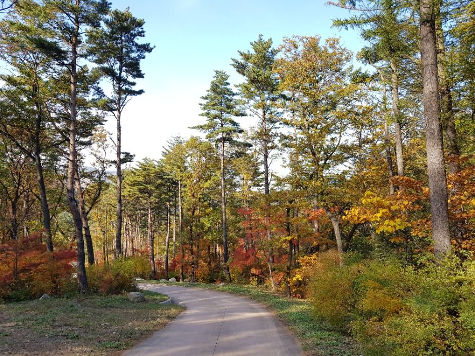 강릉 국립대관령치유의숲 이미지 5