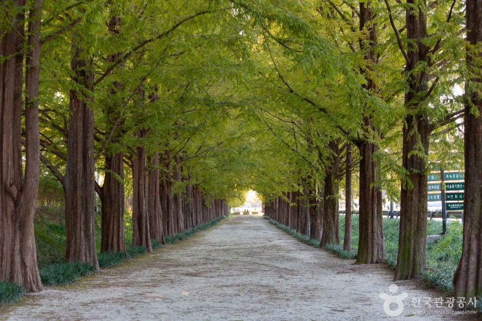 담양 메타세쿼이아길 이미지 5