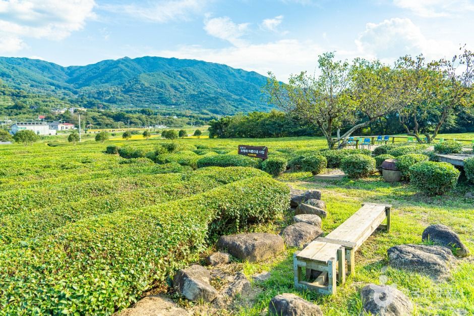 하동 매암제다원 이미지 3