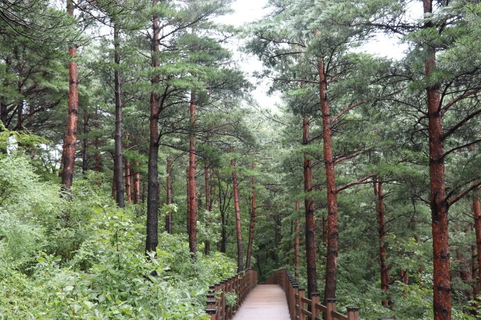 강릉 국립대관령치유의숲 이미지 4