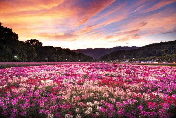 경남 함양 상림공원_천년의 숲 썸네일